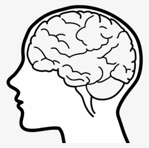 Hand Drawn Brain Png Images - Your Brain And You: What Neuroscience Means
