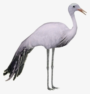 Blue Crane - Blue Crane Png