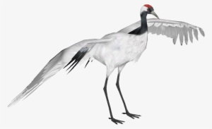 Red Crowned Crane - Red Crowned Crane Png