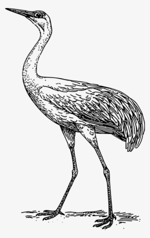 Banner Transparent Blue Bird Common Free Commercial - Crane Black And White