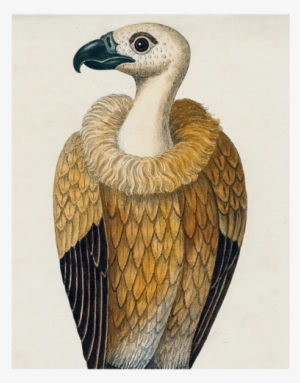 #26-vulture - Avvoltoio