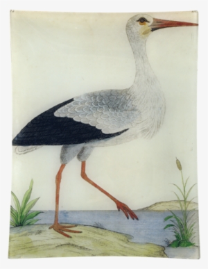 #25 - Stork - Stork (ciconia Alba)