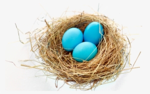 Transparent Nest Png