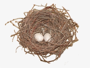 Nest Png Photos - Bird