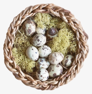 Nest Png Transparent Image - Bird Nest