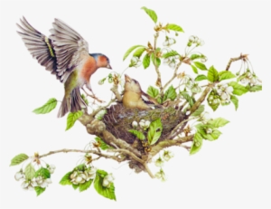 Nest W Colored Pens Paint Brush - Bird Nest In Tree Png