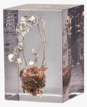 Caliology V - Tit - Painting