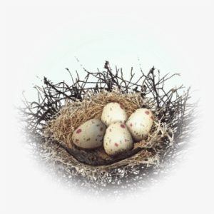 Kuku Bird Nest - Bird Nest