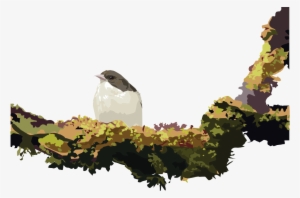 Coming Soon - Am I? A Kaua'i Forest Bird Guessing Game