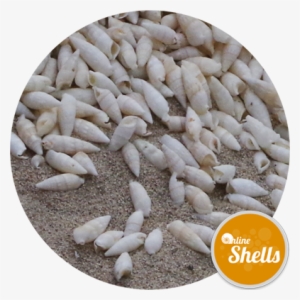 White Icicles - Icicle