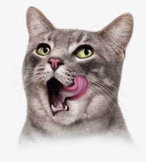Cat Tongue Png Vector Black And White Library