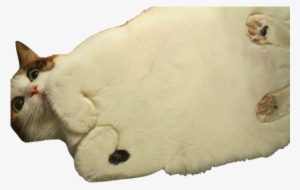 Cat Png Transparent - Cat Toe Beans
