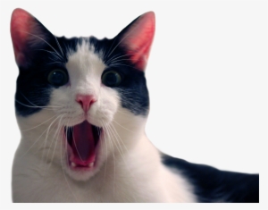 Animalcat - Funny Cat Transparent Background