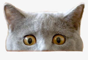 Report Abuse - Cat Peeking Transparent Png