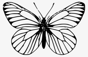 Monarch Butterfly Outline Drawing Template - Bilder Zum Ausmalen Schmetterling