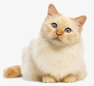Fluffy Cat Transparent Background