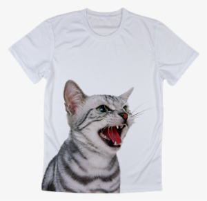 Cats In White Background