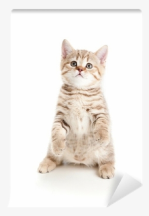 Funny Cat Kitten Standing On Hind Legs Wall Mural • - Kitten Standing