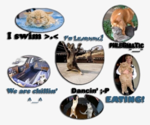 Those Funny Cats Xd - Cat