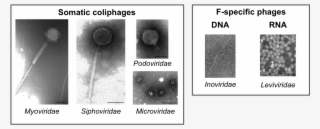 Owing To Their Simple Structure And Composition, Virions