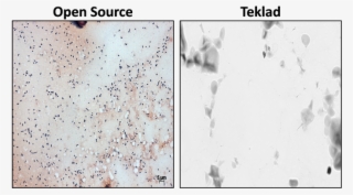 Gram Stain Analysis Of Open Source And 2018 Teklad