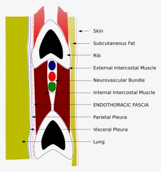 Ribcage Png