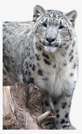 Snow Leopard Png