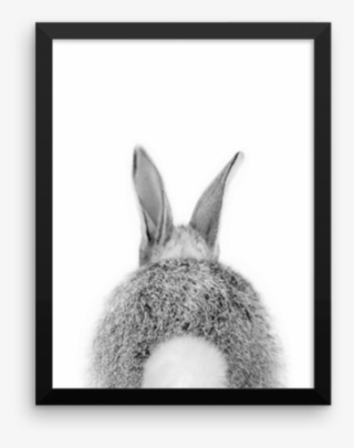 Bunny Tail