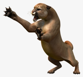 Mountain Lion, Predator, Puma, Wildcat, Big Cat