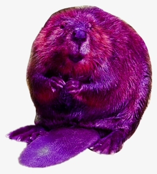 Sea Otter Png