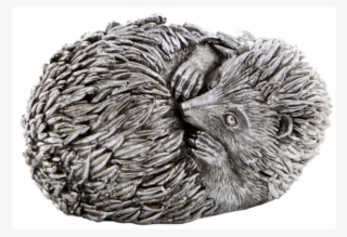 Curled Hedgehog