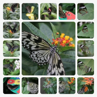 Flutter By, Butterflies