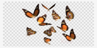 Real Butterflies Png Clipart Monarch Butterfly Insect