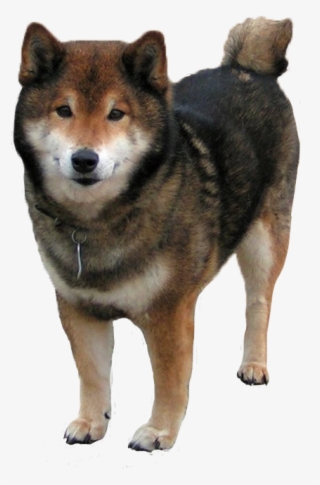 Shiba Shiba Inu Transparent Dog Shibe Doge I Fuckign
