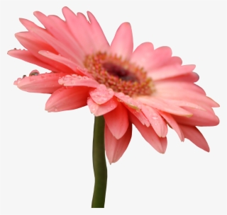 Flowers & Leafs Png
