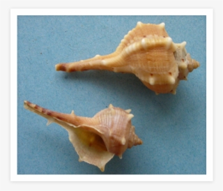 How Many Millions Of These Hapless Molluscs Have Died