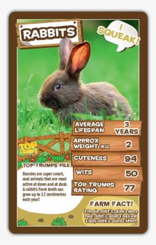 Rabbit