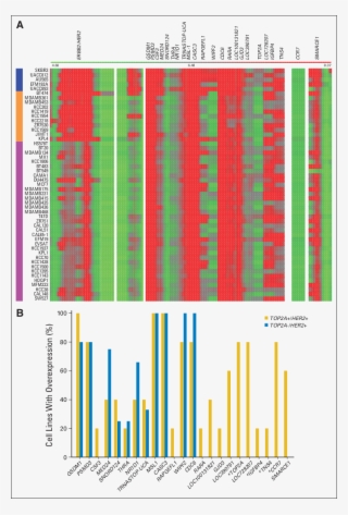Expression Patterns For 23 Genes Composing Topoisomerase
