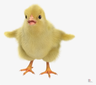 2 Chick With Fur Royalty-free 3d Model