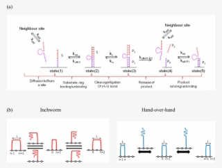 Color Online A Kinetic Model And Possible Pathways