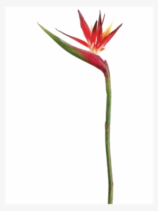 37" Bird Of Paradise Spray Red Orange