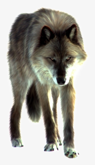 Larysa Is A Grey And Black Wolf