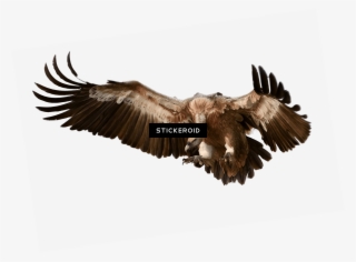 Vulture