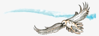 Bearded Vulture