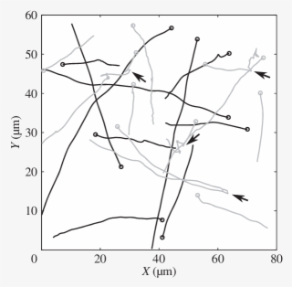 Tracks From The Experimental Dataset Used In This Study