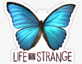 Life Is Strange Clipart Blue Butterfly Tattoo
