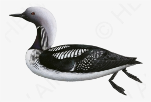 Clip Free Library First Phylogenetic Analysis For The - Gavia Pacifica