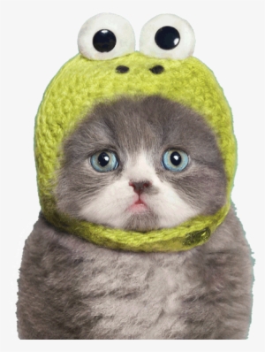 Kermit Needle - Cats In Frog Hats