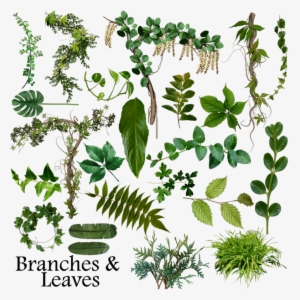 Branch Leaves Png Image Library Library - Leaf Branches