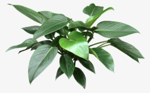 Http - //www - Houseplant411 - Com/wp-content/uploads/ - House Plant Leaf Png